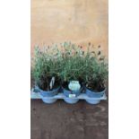 Tray of 6 white Lavender