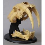 Life size cast of sabre tooth tiger skull, originally displayed in New York National History Museum