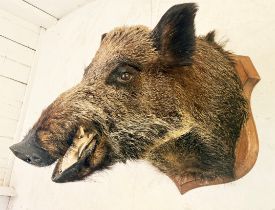 FRENCH BOARS HEAD TROPHY ON A WOODEN SHIELD.