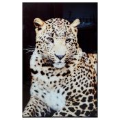 PHOTOGRAPHIC PRINT ON GLASS OF A LEOPARD.