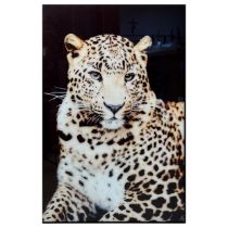 PHOTOGRAPHIC PRINT ON GLASS OF A LEOPARD.