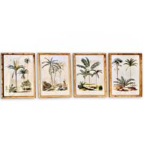 SET OF FOUR BOTANICAL PALM TREE PRINTS.