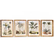 SET OF FOUR BOTANICAL PALM TREE PRINTS.