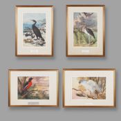 AFTER THOMAS BAINES (BRITISH 1820-1875). A SET OF FOUR PRINTS OF BIRDS (4).
