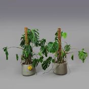 SWISS CHEESE PLANTS. (2).