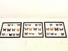 SET OF THREE FAUX BUTTERFLY FRAMED DISPLAY CASES.