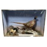 VICTORIAN ORNITHOLOGICAL DISPLAY, LATE 19TH CENTURY