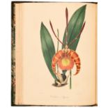Botany. Knowles (G.B., MRCS, FLS, &c) & Westcott (Frederic), The Floral Cabinet, and Magazine of