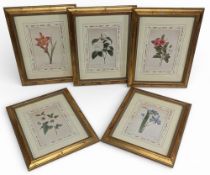 5x Floral Botanical Prints The Natural History Museum, limited edition 3919/7500, framed under glass