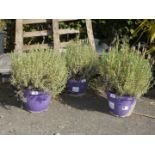 Three French Lavender plants.