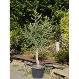 An Olive tree.