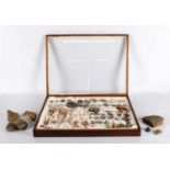 A Late 19th/Early20th Century Mahogany Tabletop Specimen Cabinet Housing a Collection of Natural His