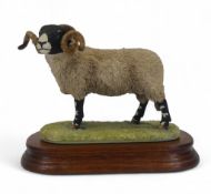 Border Fine Arts Swaledale Tup, model no.L148 by Ray Ayres, limited edition no.320 of 950. (H: 16cm)