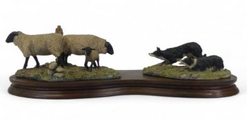 Border Fine Arts Suffolk Ewes and Border Collies, model no.101 by Ray Ayres. (L: 34cm) PREFERRED