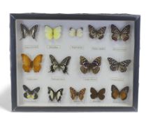 A collection of taxidermied butterflies, pinned and labelled and displayed in a wall hanging