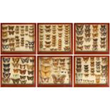 Good Victorian mahogany twelve drawer collectors' cabinet, housing an impressive collection of butte