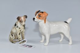 A COLD PAINTED BRONZE FIGURE OF A TERRIER, the Jack Russell type terrier is modelled seated and