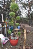 A LARGE RED GLAZED PLANT POT with a topiary conifer planted, 52cm in diameter
