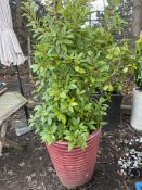 A LARGE MOTTLED SALMON PINK GLAZED CERAMIC PLANTER with tapered and fluted bowl 60cm high with a bay