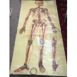 A vintage human anatomy poster , J Teck St John’s