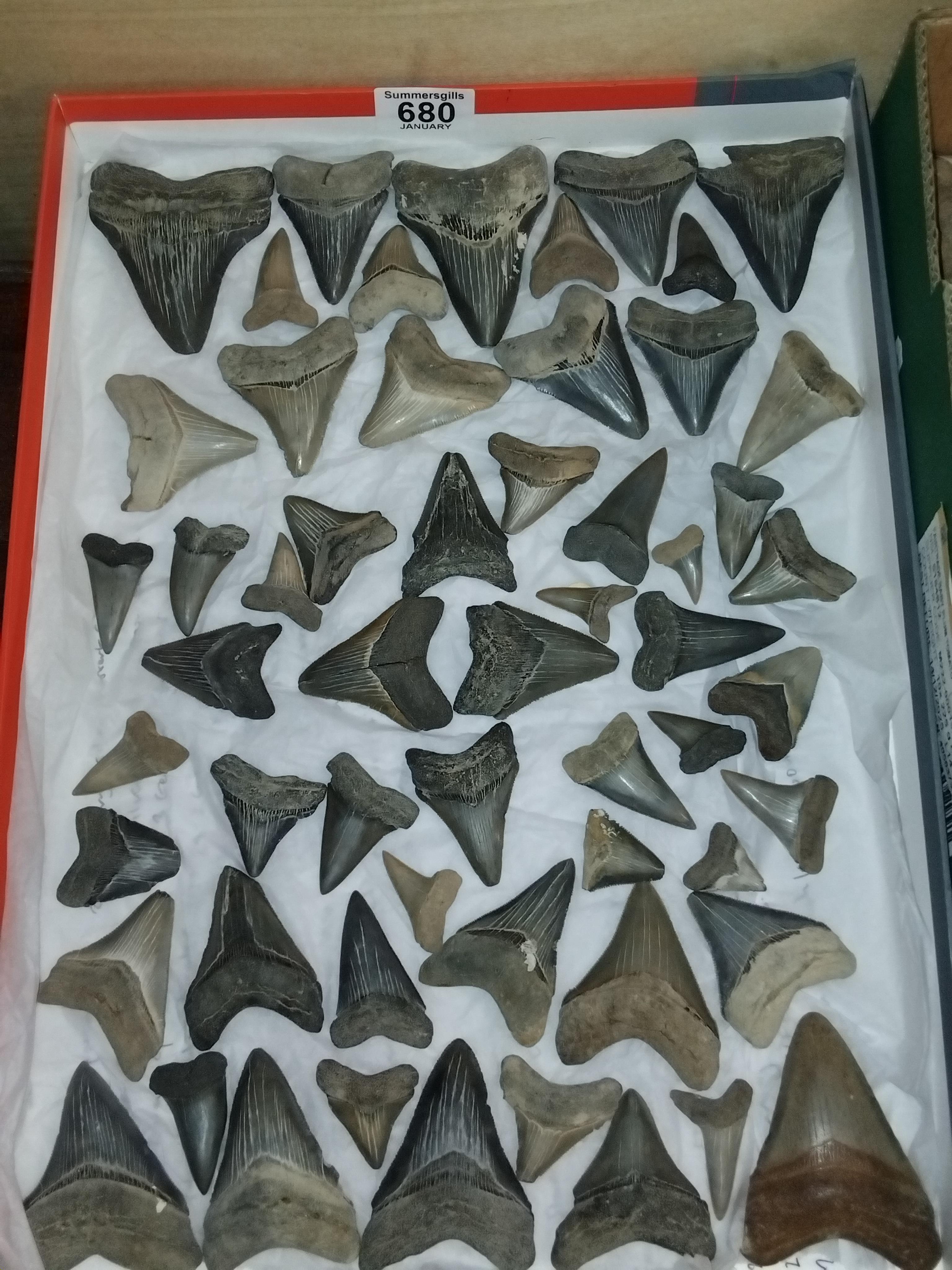Paleontology: A large collection of prehistoric fossilised Megalodon ...