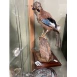 A Victorian cased taxidermy Cuckoo (Cuculus Canorous) in naturalistic mount with moth, 28cm high
