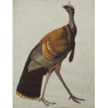 A large Indian painting of a wild turkey (Meleagris gallopavo), 19th-20th century, India, possibly K