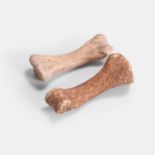 Two dodo foot bones, pre-1690, Mauritius,