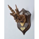 Antlers/Horns: A Set of Peruque Roe Deer Antlers (Capreolus capreolus), dated 1930, by Henry