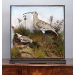 Taxidermy: An Edwardian Cased Curlew and Redshank, circa 1900-1910, by F.C. Waters, Taxidermist,