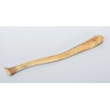 Natural History: A Walrus Baculum (Odobenus rosmarus), late 19th early 20th century, overall