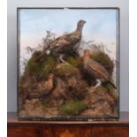 Taxidermy: An Edwardian Cased Pair of Red Grouse and Black Grouse, circa 1900-1910, by F.C.
