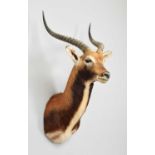 Taxidermy: Black Lechwe (Kobus leche smithemani), modern, by Colin Dunton, Taxidermy, Marlborough,