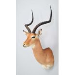 Taxidermy: Common Impala (Aepyceros Melampus), modern, by Colin Dunton, Taxidermy, Marlborough,
