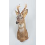 Taxidermy: European Roe Deer (Capreolus capreolus), dated 2008, Bronze medal Class, a high-quality