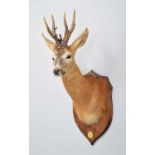Taxidermy: A Gold Medal European Roebuck (Capreolus capreolus), circa late 1990's, by Colin