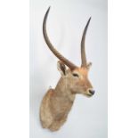 Taxidermy: Common Waterbuck (Kobus ellipsiprymnus), circa 1960, a large adult buck shoulder mount