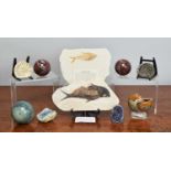 Natural History: A Group of Fossils & Minerals, to include - a Diplomystus Dentatus Fish Fossil,