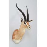 Taxidermy: Southern Grant's Gazelle (Nanger granti), modern, by Colin Dunton, Taxidermy,