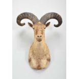 Taxidermy: East Caucasian Tur (Capra cylindricornis), modern, by Colin Dunton, Taxidermy,