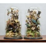 Taxidermy: A Victorian Pair of Large Displays of Tropical Birds Native to South-east Asia, circa