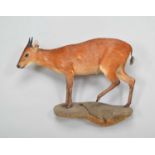 Taxidermy: Natal Red Duiker (Cephalophus natalensis), modern, by Colin Dunton, Taxidermy,
