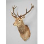 Taxidermy: Royal Scottish Red Deer (Cervus elaphus scoticus), modern, by Colin Dunton, Taxidermy,