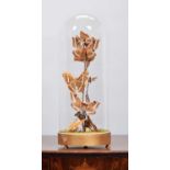 Entomology: A Large Display of Atlas and Hawk Moths, modern, a display of eleven various large