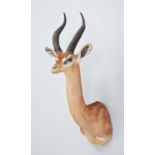 Taxidermy: Southern Gerenuk (Litocranius walleri walleri), modern, by Colin Dunton, Taxidermy,