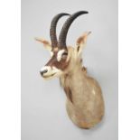 Taxidermy: Southern Roan Antelope (Hippotragus equinus equinus), modern, by Colin Dunton, Taxidermy,