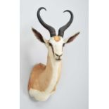 Taxidermy: South African Springbok (Antidorcas marsupialis), 1994, Kimberley, North Cape, South