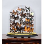 Entomology: A Colourful Display of Tropical Butterflies & Moths, modern, a display of thirty-two