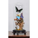 Entomology: A Display of Colourful Tropical Butterflies and Moths, modern, a display of twenty one
