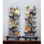 Entomology: A Pair of Colourful Tropical Butterfly & Moth Displays, modern, each display